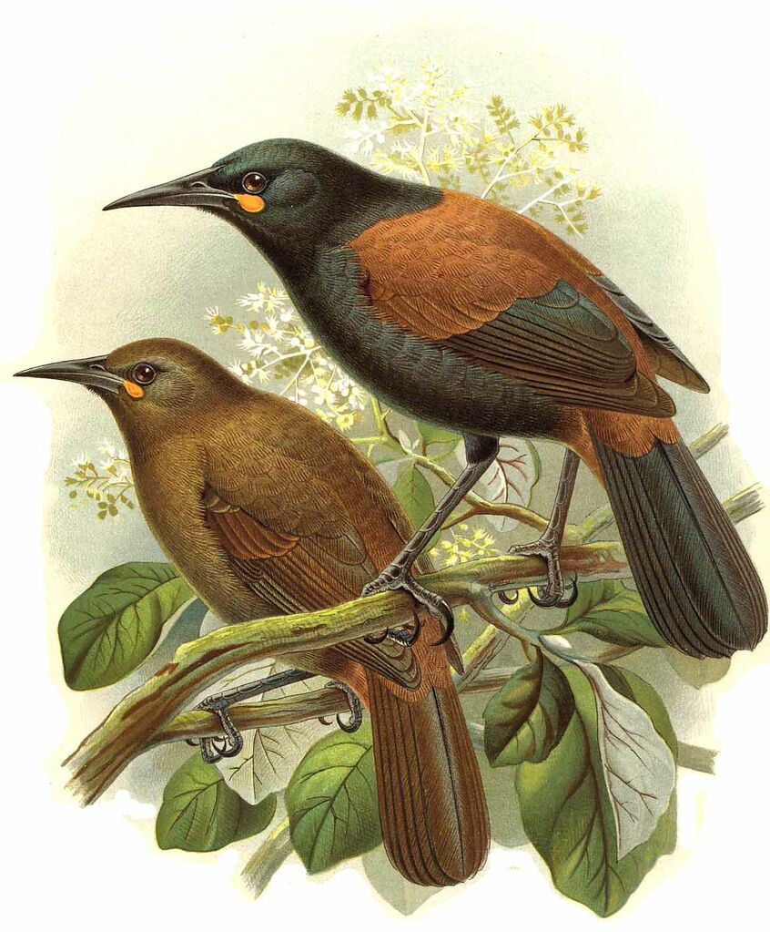 South Island Saddleback