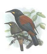 South Island Saddleback