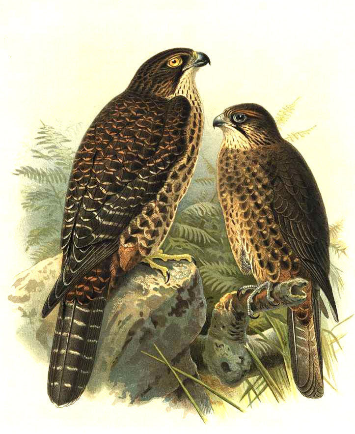 New Zealand Falcon