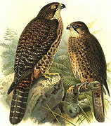 New Zealand Falcon