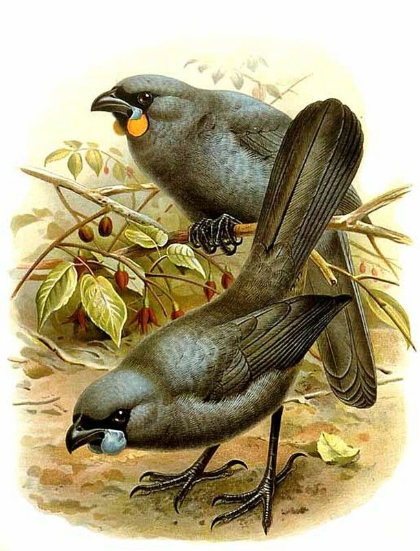 South Island Kokako