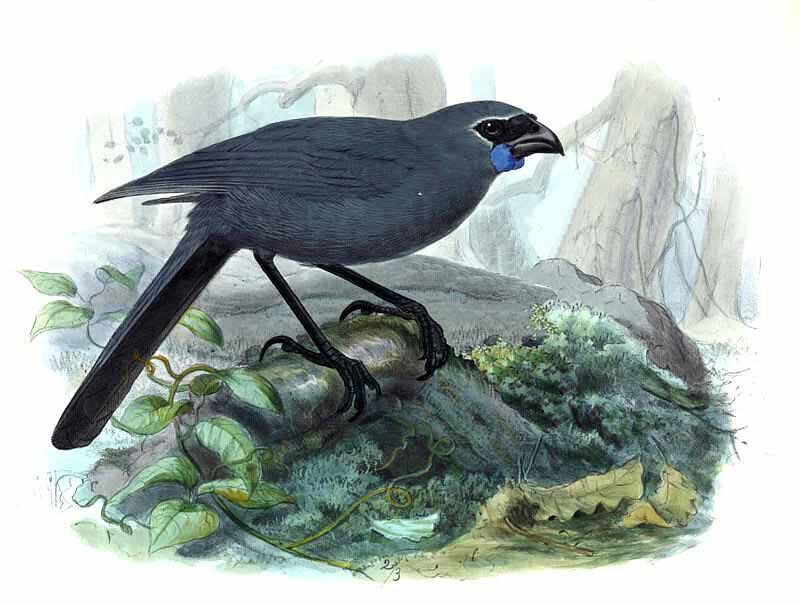 North Island Kokako, habitat