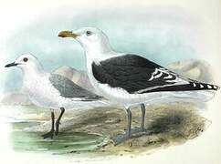 Kelp Gull