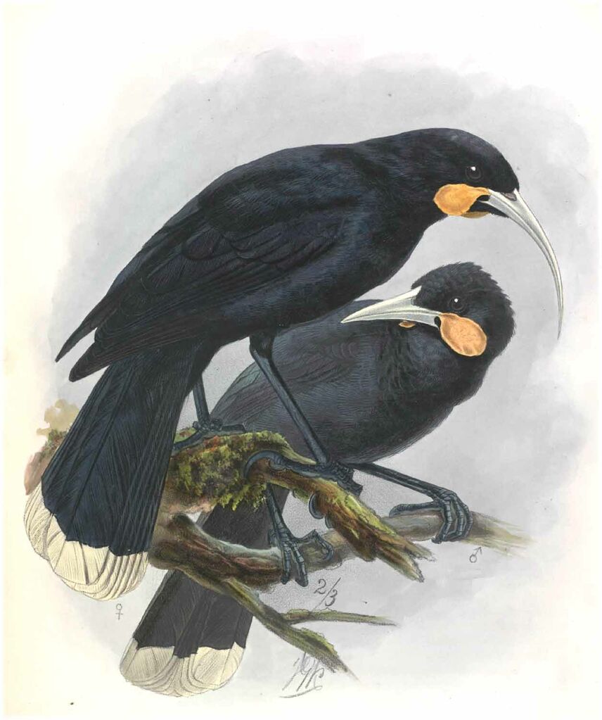 Huia dimorphe