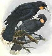 Huia dimorphe