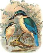 Sacred Kingfisher