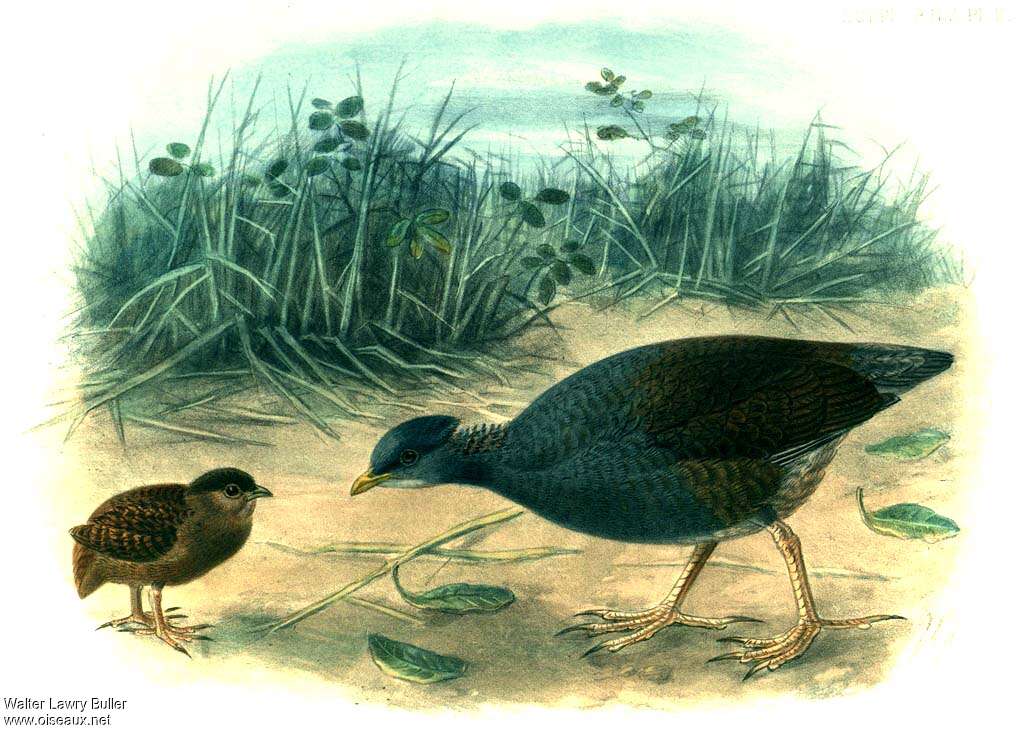 Tongan Megapode