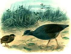 Tongan Megapode