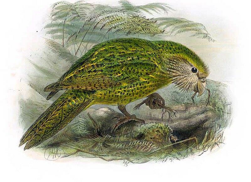 Strigops kakapo