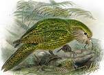 Strigops kakapo