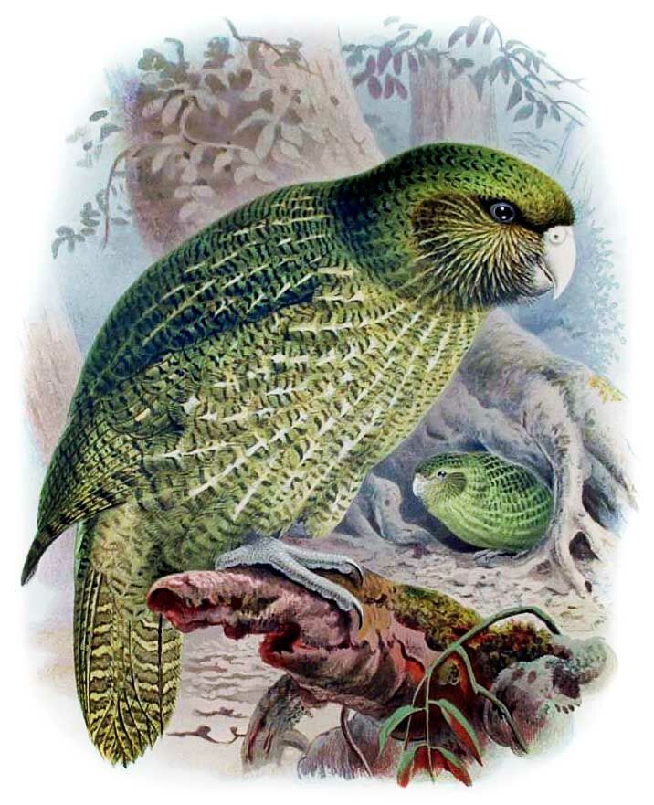 Kakapo