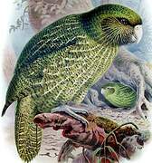 Kakapo