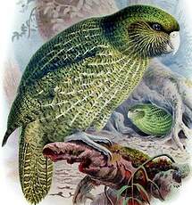 Strigops kakapo