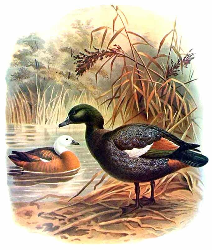 Paradise Shelduck