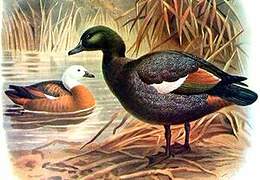 Paradise Shelduck