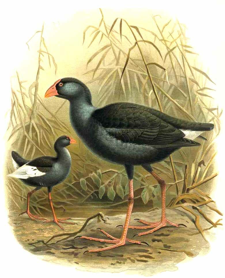 Australasian Swamphen