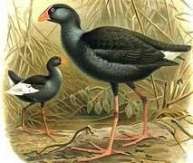 Australasian Swamphen