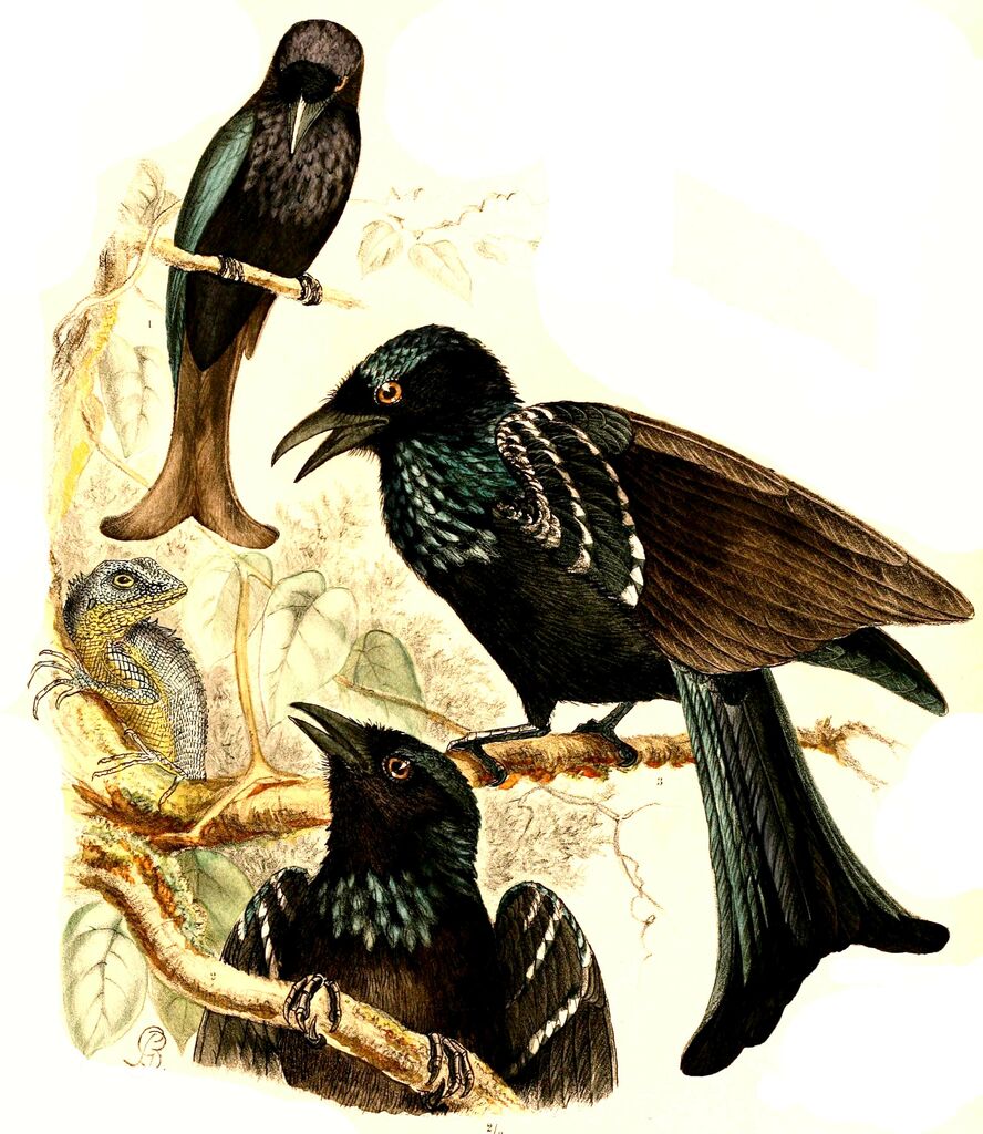 Drongo à crinière