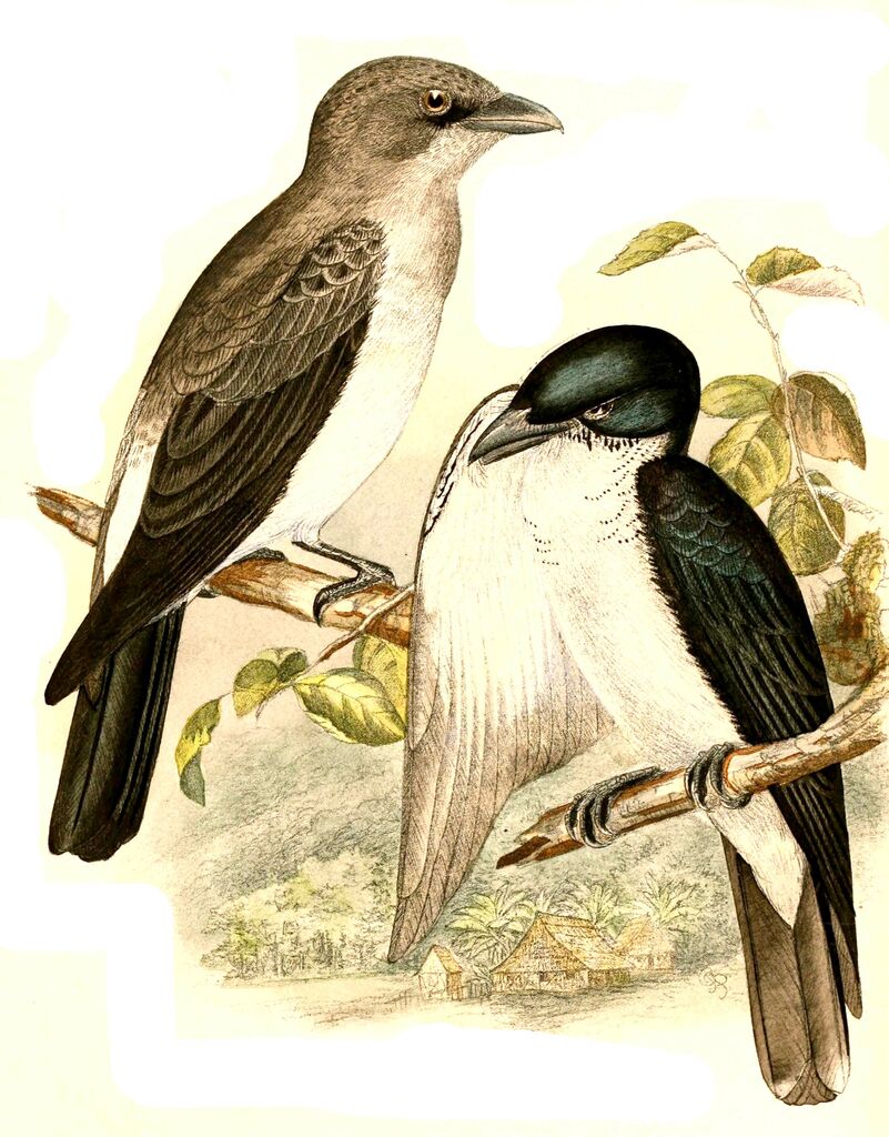 Pied Cuckooshrike