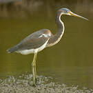 Aigrette tricolore