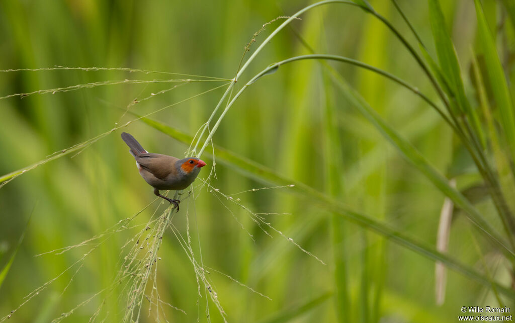 Astrild à joues orange