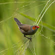 Astrild à joues orange