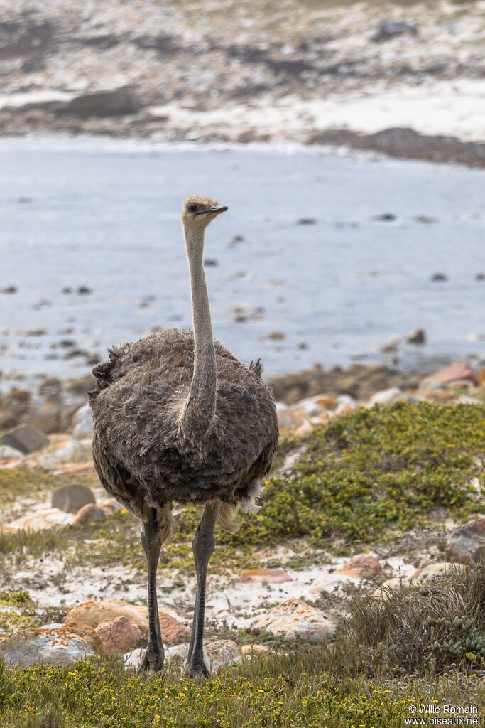 Common Ostrich female adult, walking, eats