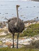 Common Ostrich