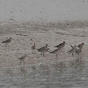 Bar-tailed Godwit