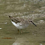 Bécasseau minuscule