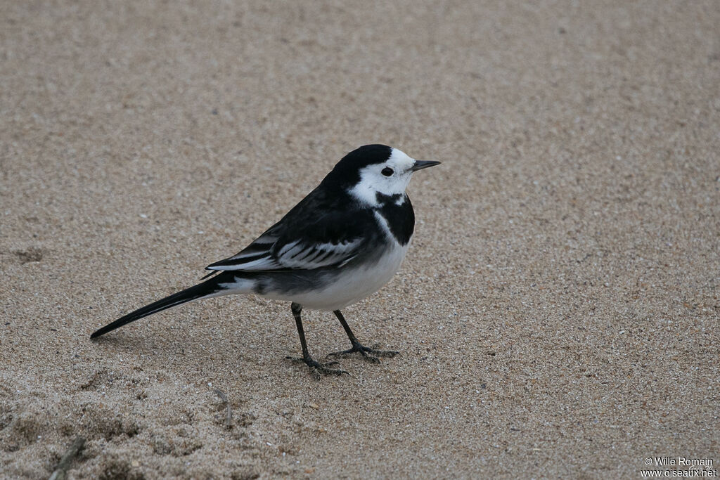 White Wagtail (yarrellii)