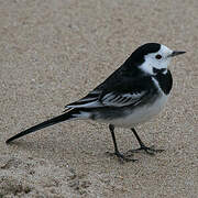 White Wagtail (yarrellii)