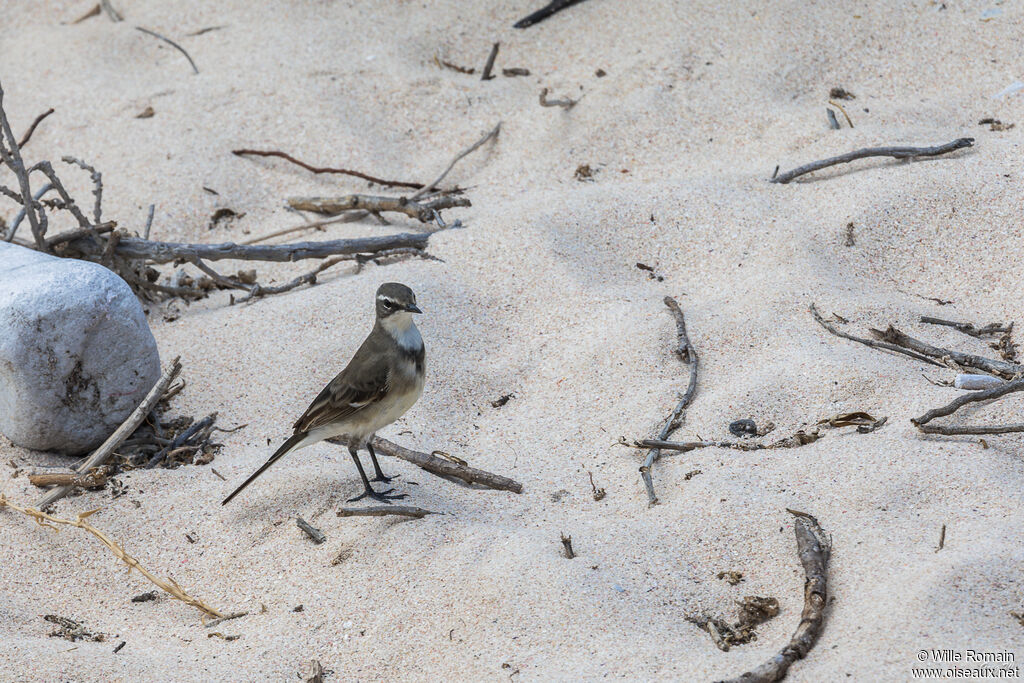 Cape Wagtailadult, walking