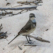 Cape Wagtail