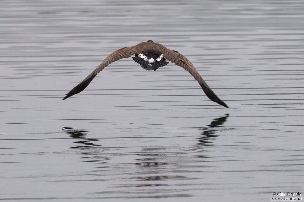 Canada Gooseadult post breeding, Flight