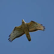 European Honey Buzzard