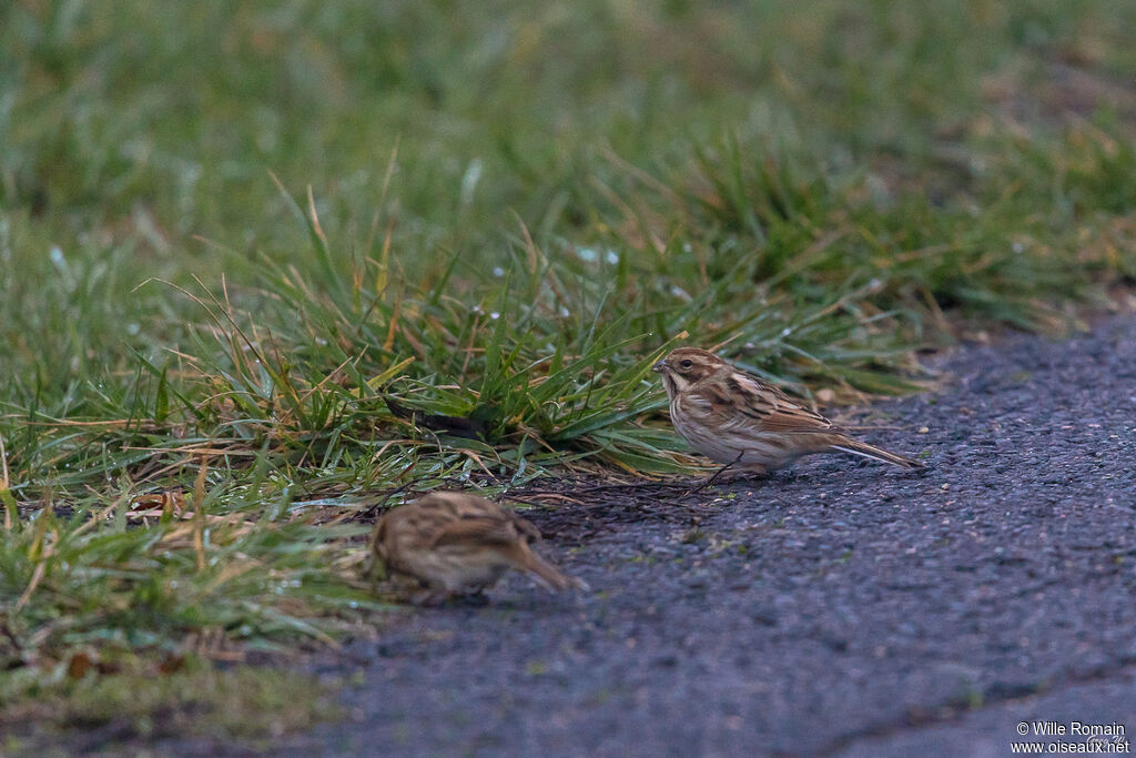 Common Reed Bunting female adult, walking, eats