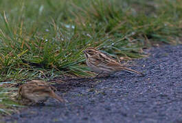 Common Reed Bunting