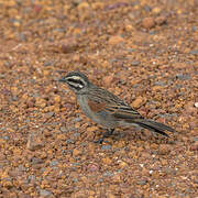 Cape Bunting