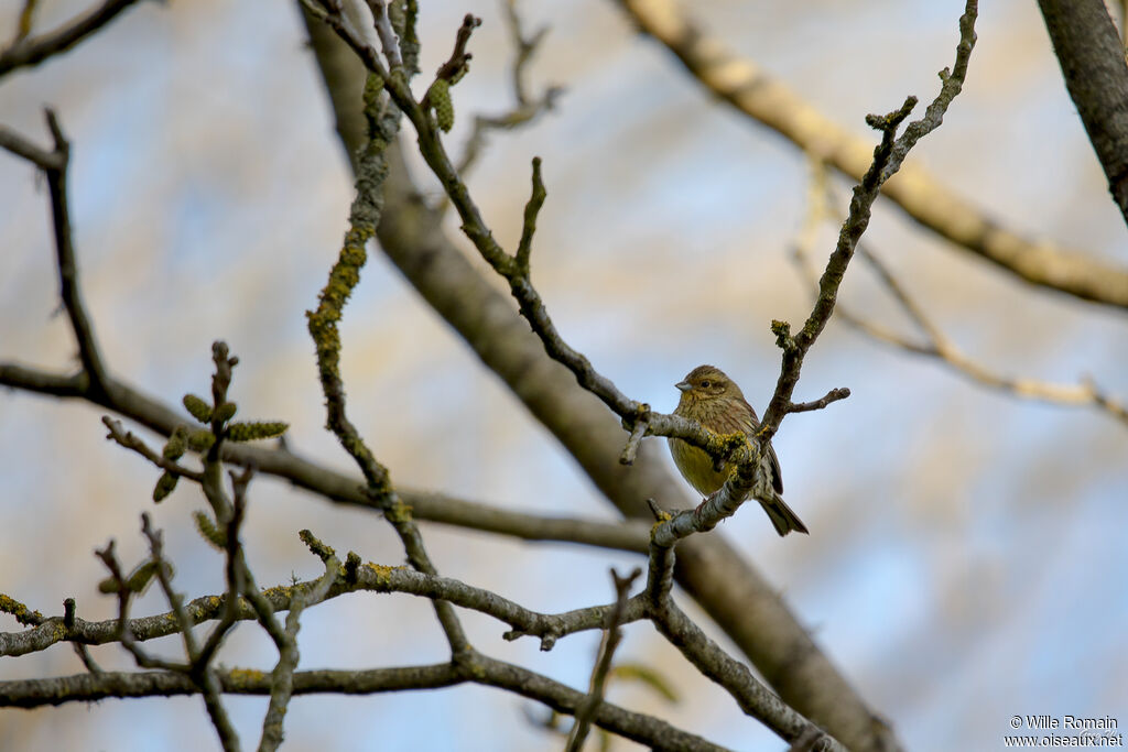 Yellowhammeradult, Reproduction-nesting