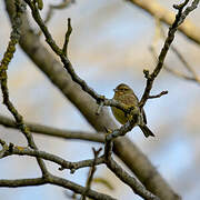 Yellowhammer