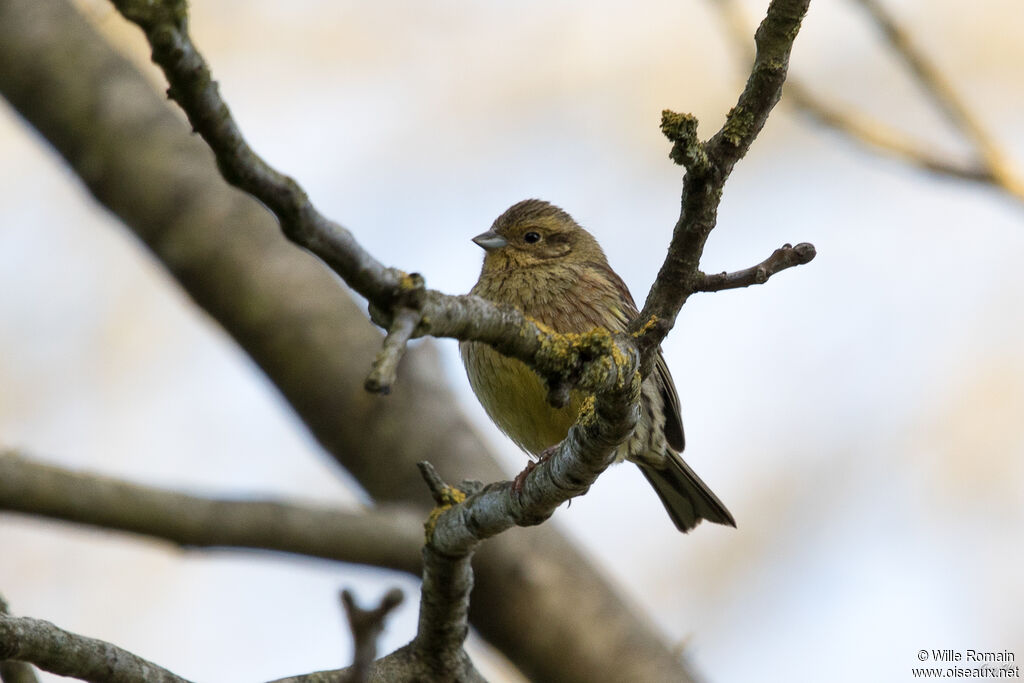 Yellowhammeradult