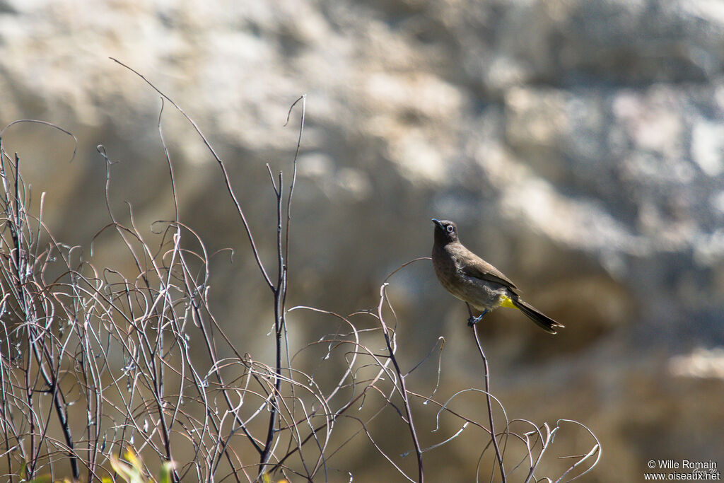 Bulbul du Capadulte