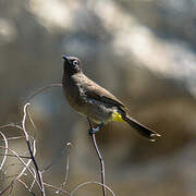 Bulbul du Cap