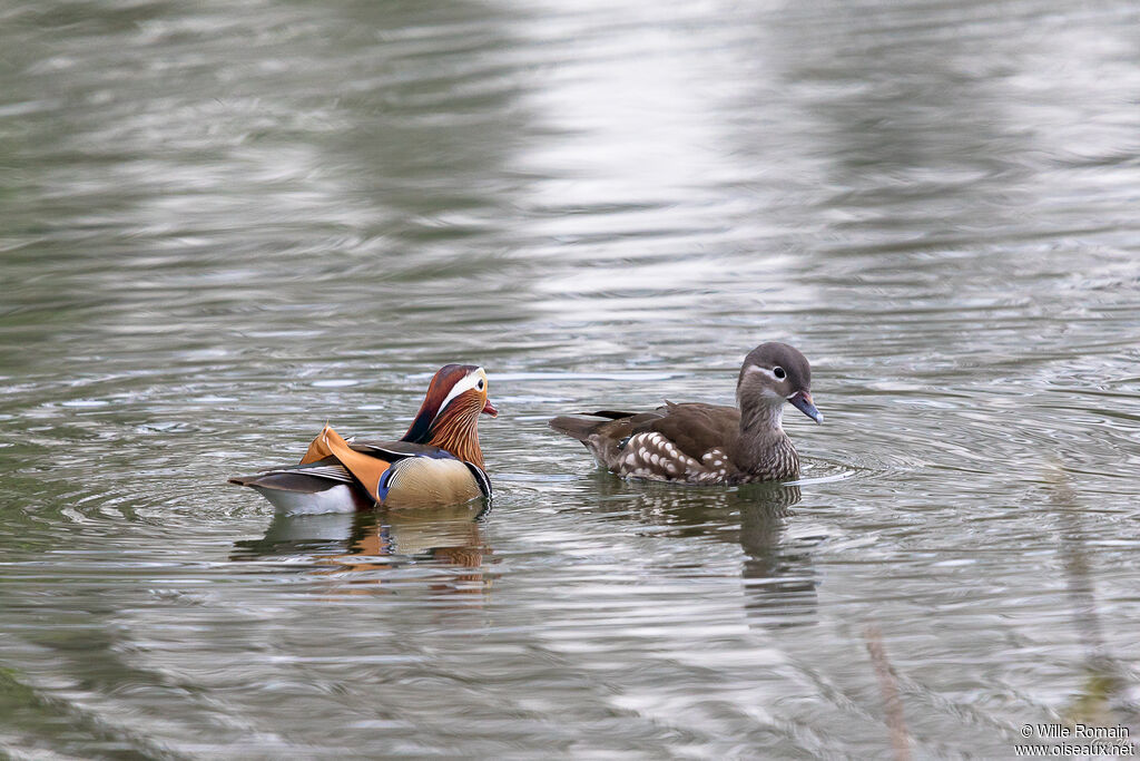 Mandarin Duckadult breeding, swimming