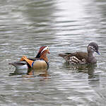 Canard mandarin