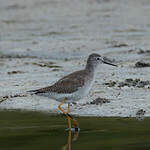 Chevalier à pattes jaunes