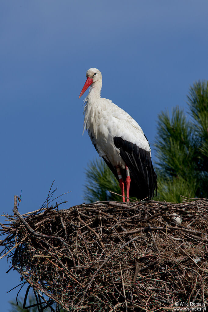 Cigogne blancheadulte, Nidification