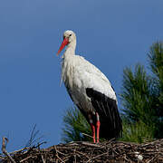 Cigogne blanche