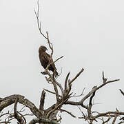 Brown Snake Eagle